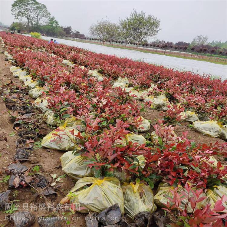 西安红叶石楠基地植物围墙 树苗草皮种子 陕南红叶石楠基地