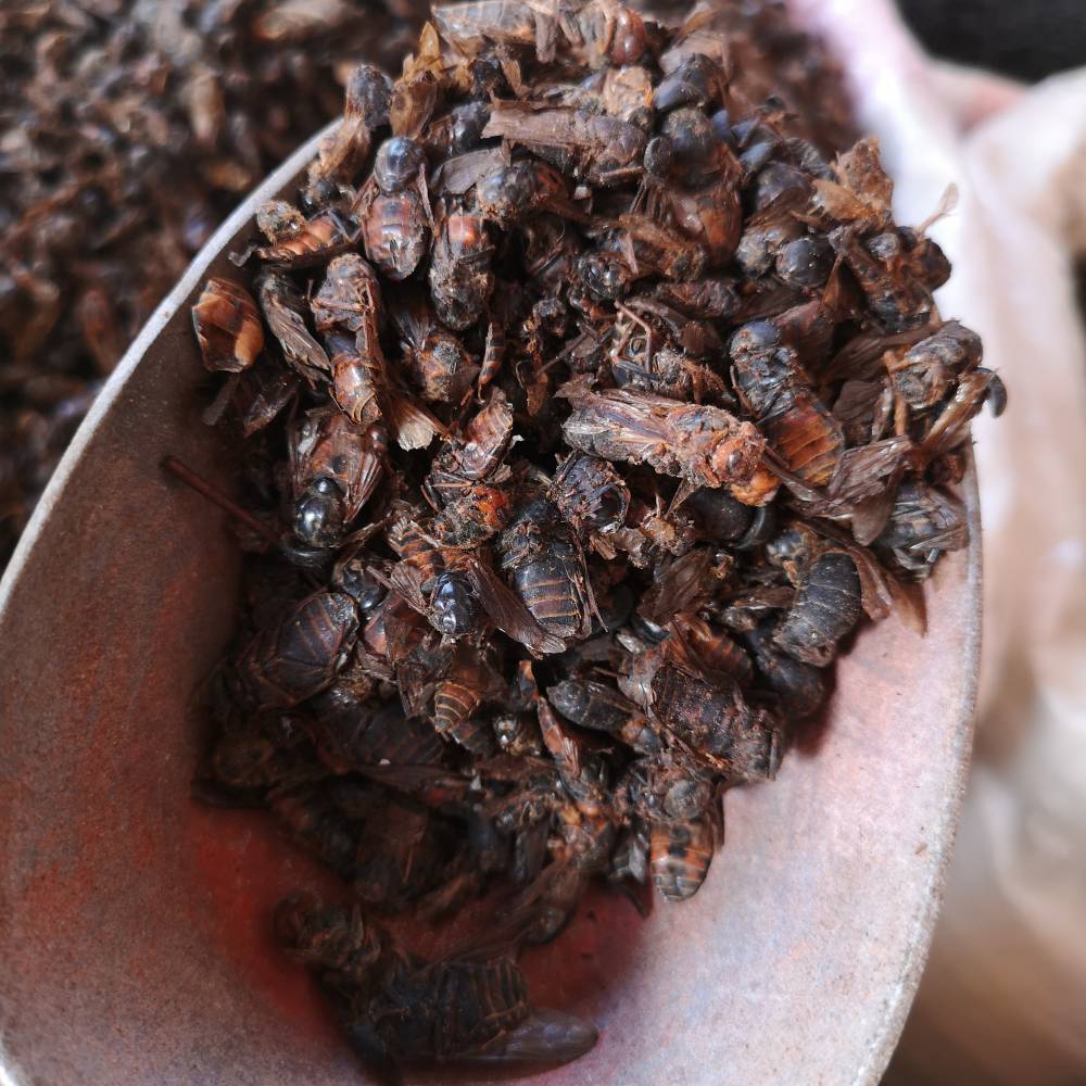 野生牛牤虫多少钱一克牛牤虫的功效和配方