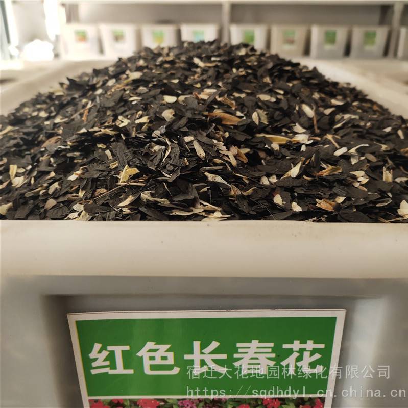 新草花种子红色长寿花种子发芽率高价格便宜批发价