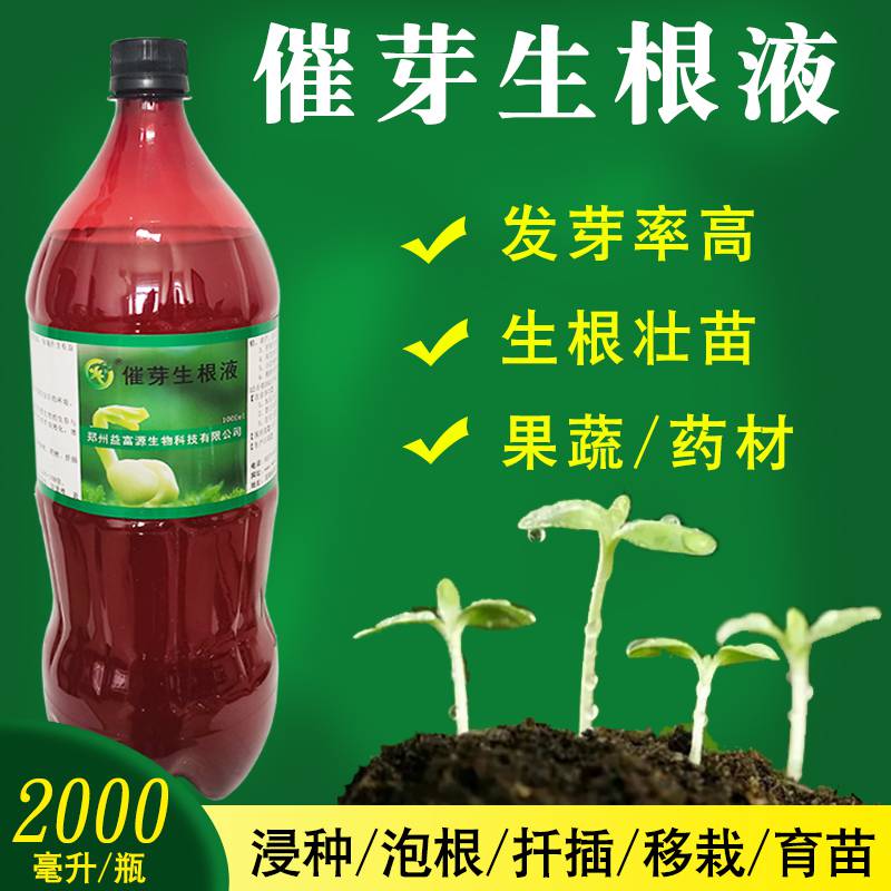 重楼种子如何催芽发芽率高发芽快