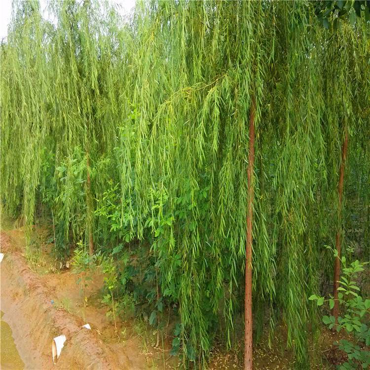 速生柳出售速生柳的价值速生柳落叶