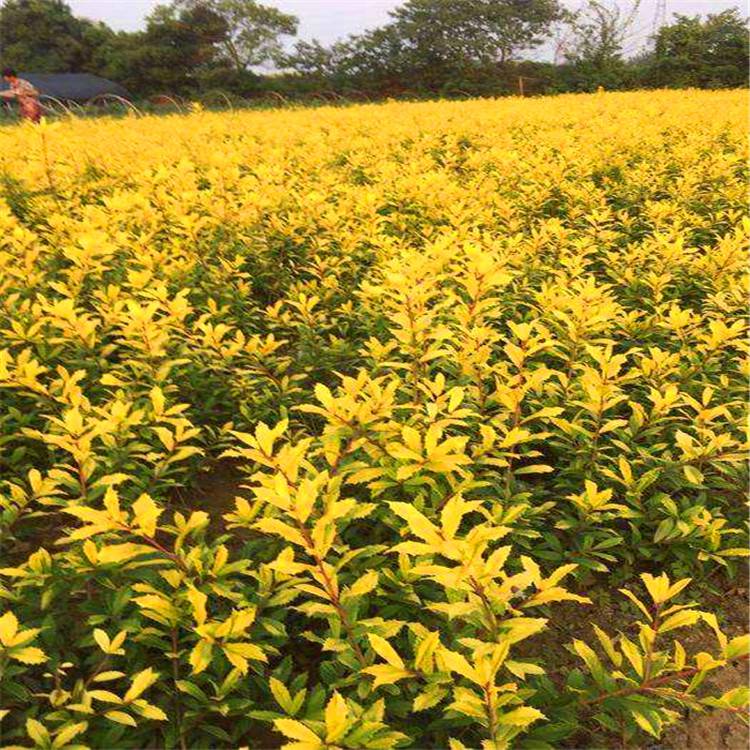 金叶枸骨园林工程黄金枸骨四季常青黄金枸骨量大优惠