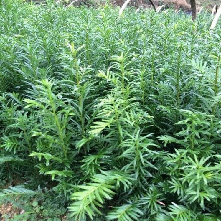 一年生红豆杉苗红豆杉小苗毛细根旺盛塔型球形树叶先淼图片