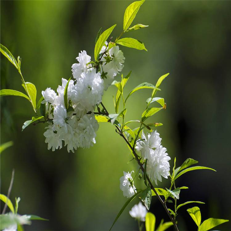 麦李基地红花麦李多分枝白花麦李灌丛绿篱小苗工程苗