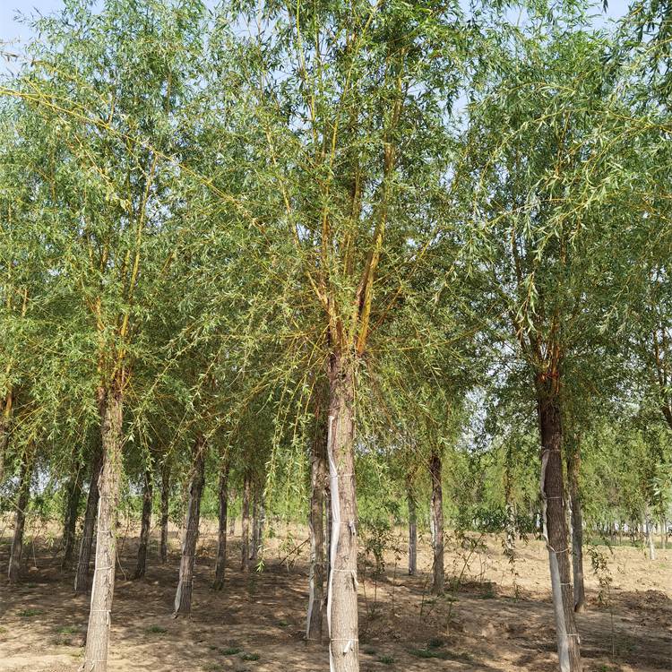 黄金柳金丝垂柳树苗木产地开具检疫