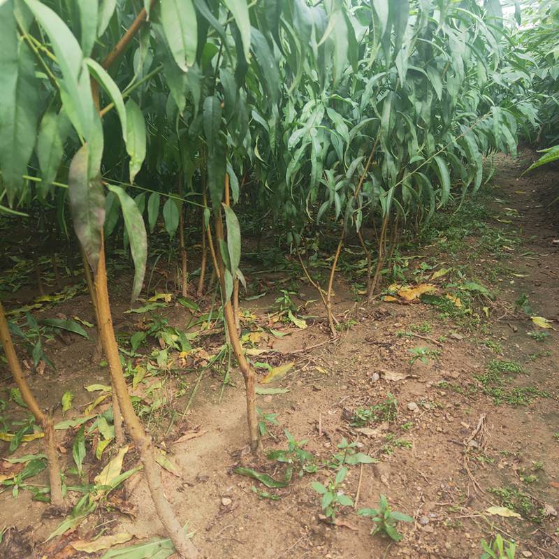 嫁接新品种桃树苗秋丽桃树苗出售图片