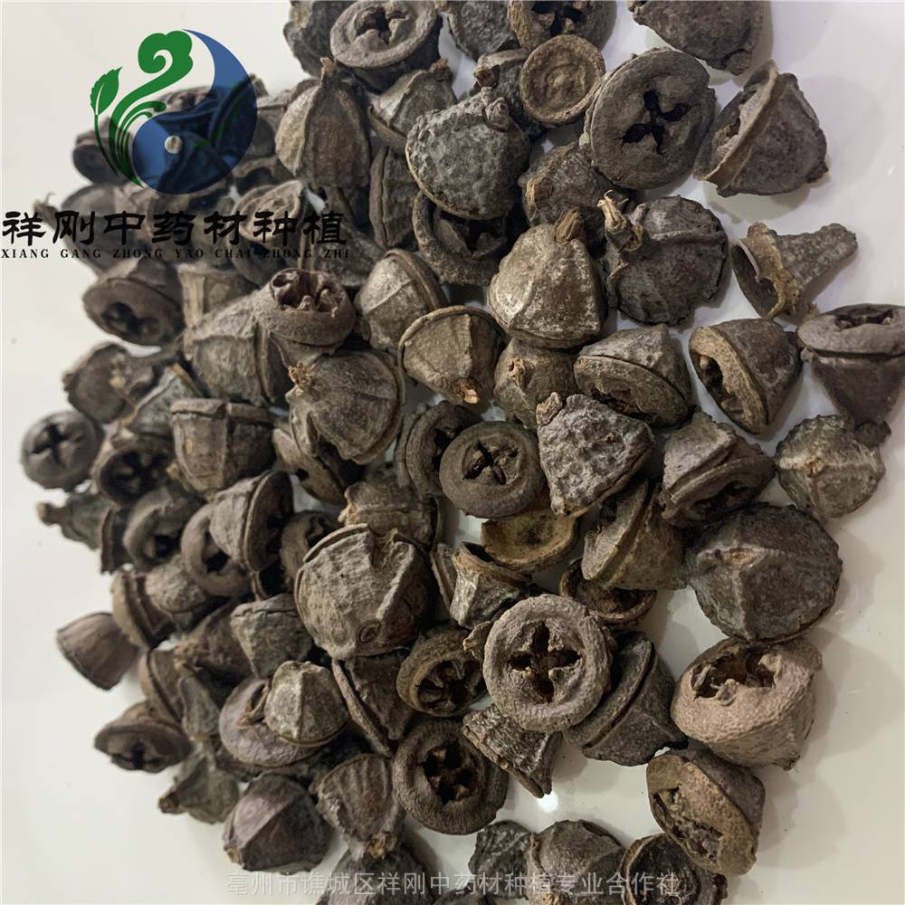 中药材云南白树球野生一口钟的批发价格