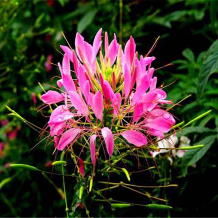 茗茜花卉供应醉蝶花花坛花卉醉蝶花小苗价格 中国供应商