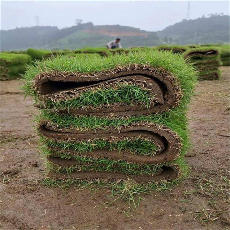 河池马尼拉草块 庭院景区地被草 叶色碧绿