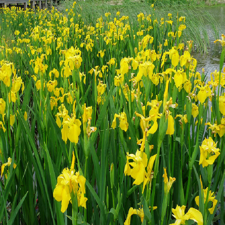 基地出售黄花鸢尾宿根挺水植物池塘水生花卉黄菖蒲黄花鸢尾小苗