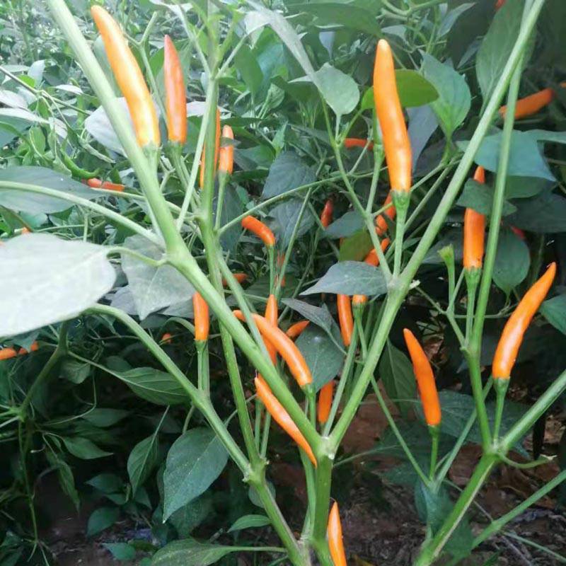 艳黄朝天椒黄辣椒黄米椒黄贡椒高产辣椒种子