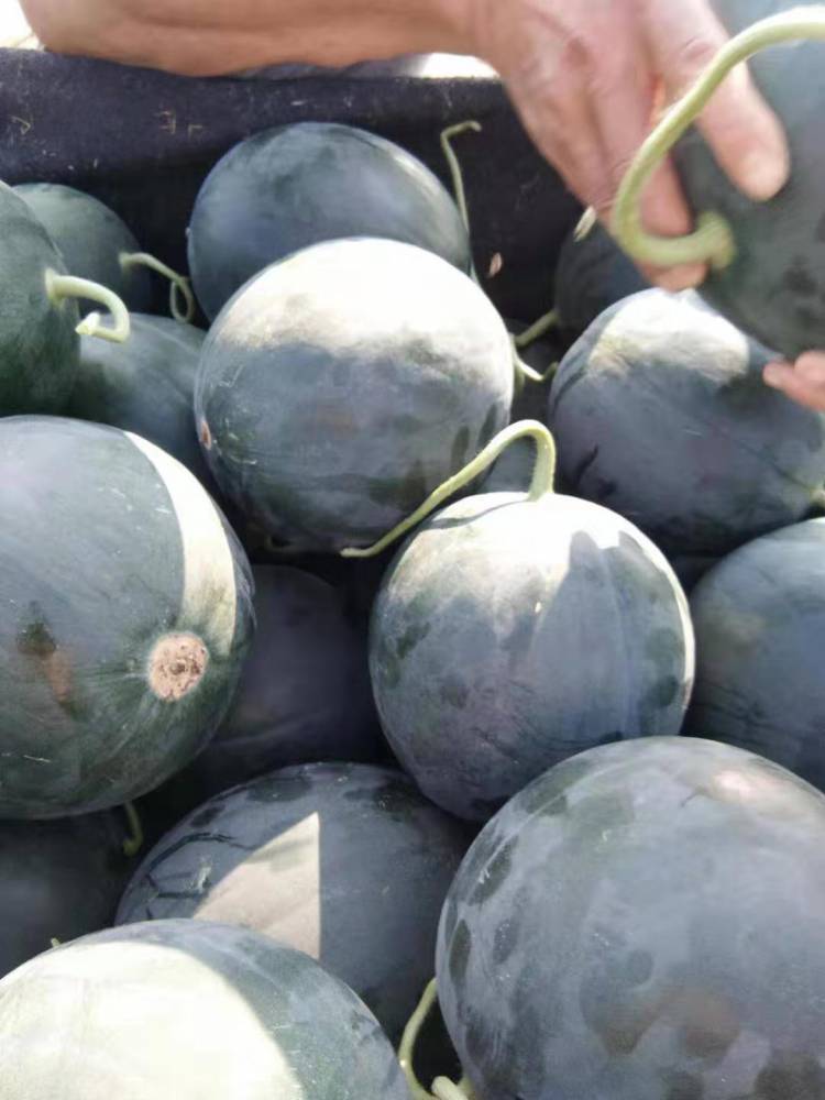 产地墨童西瓜选瓜保证质量