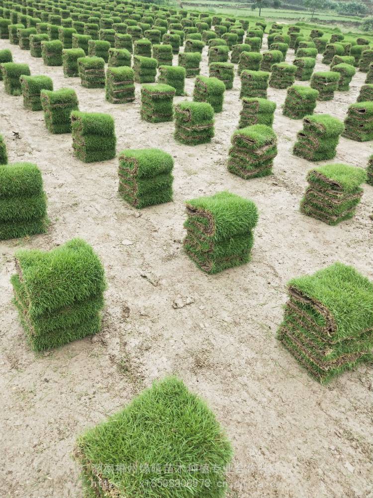 马尼拉草皮贵州遵义草皮价格贵州马尼拉草卷报价