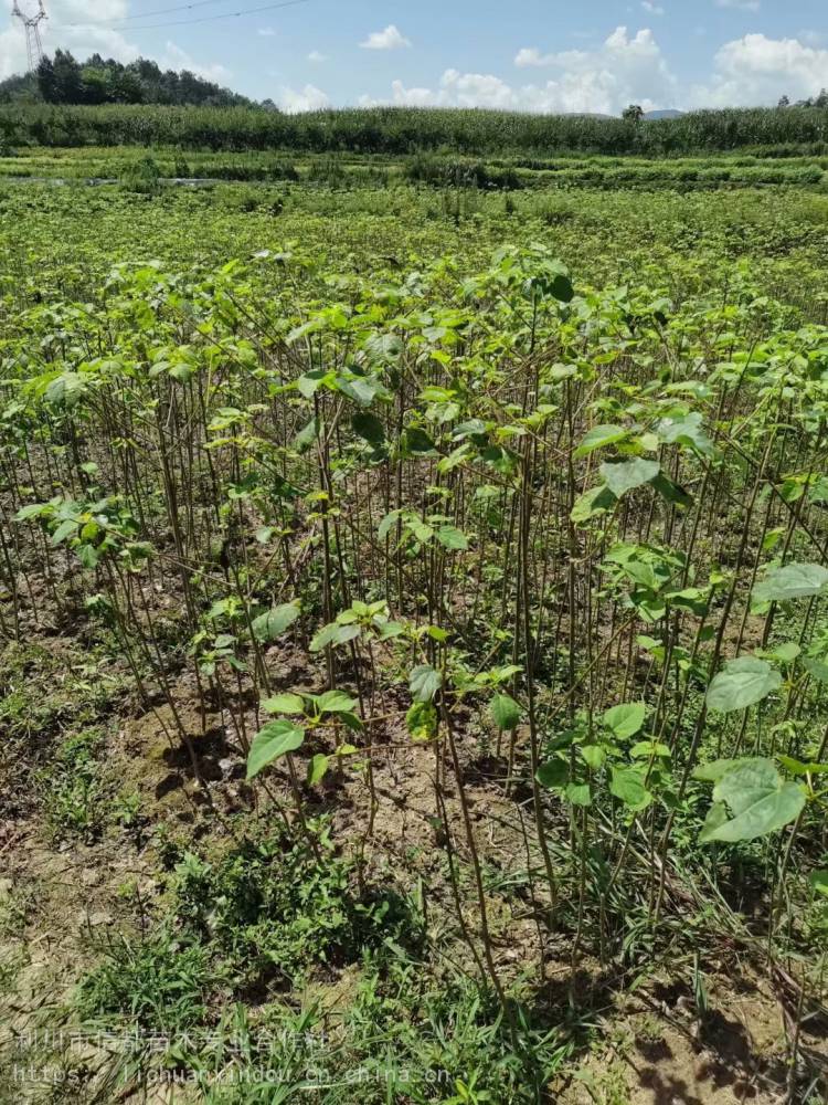 園林景觀山桐子苗落葉喬木抗旱水冬瓜樹苗庭蔭樹山桐子苗批發價格