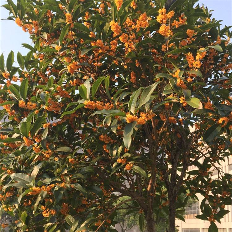 园林观赏植物独杆桂花金桂大型绿地公园郊区旅游观光点行道树