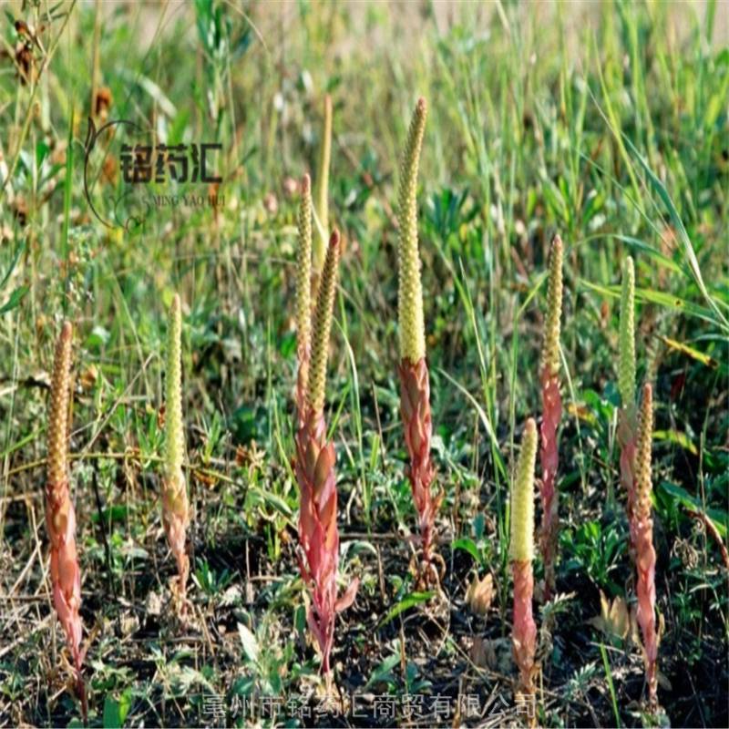 中药材金笋野生地精多少钱一斤