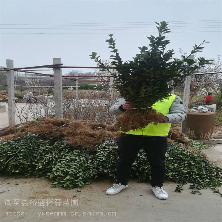 精修圆体冬青球杨凌花圃 耐修剪四季冬青 园林绿化苗木