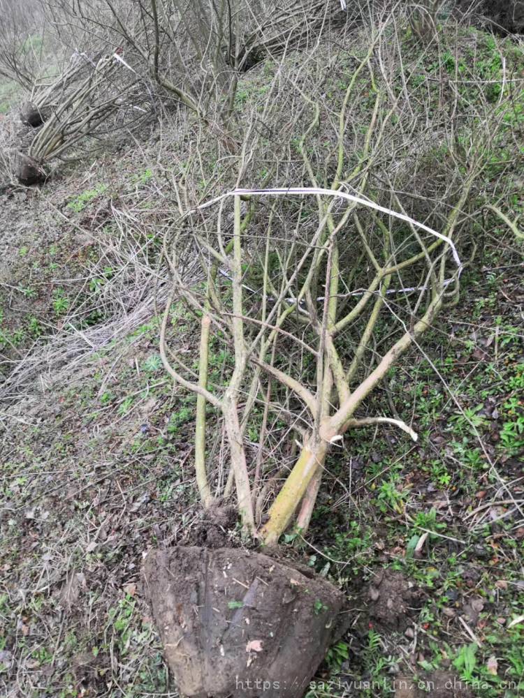 观赏紫薇树苗 红花紫薇 基地直销