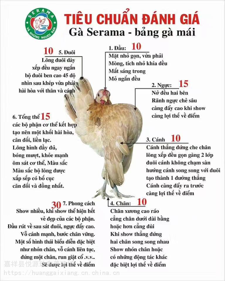 马来西亚塞拉玛鸡简介图片