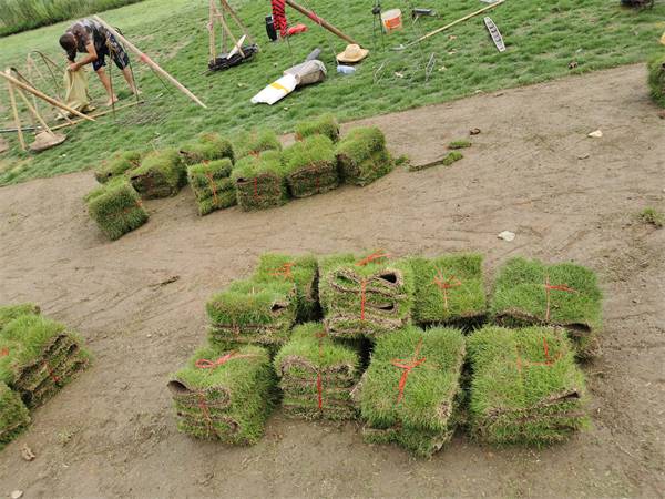 广东台湾草台湾二号兰引三号湖南马尼拉草卷