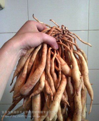 对叶百部:又名大叶百部,大春根菜,穿山薯(南药中草药学),分布在灌木下