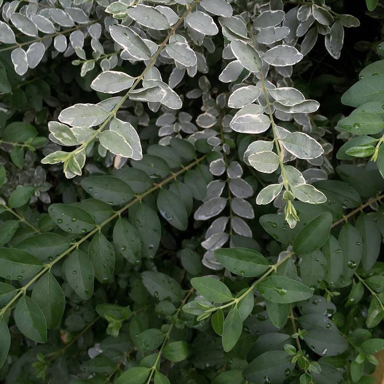 【长期供应小乔木银姬小蜡 小腊 花叶女贞 耐荫对