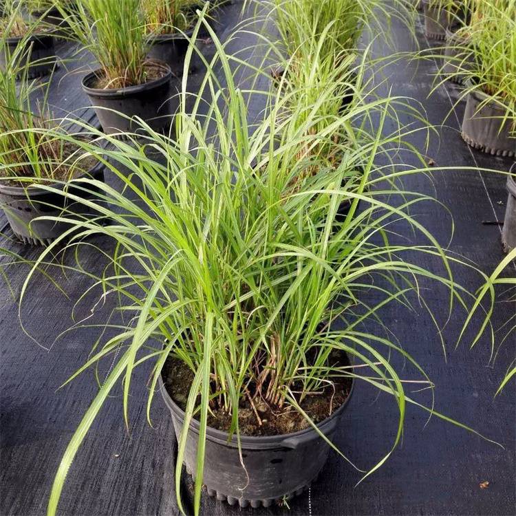 基地供应白穗狼尾草根系发达好成活庭院小区观赏绿植欢迎选购图片