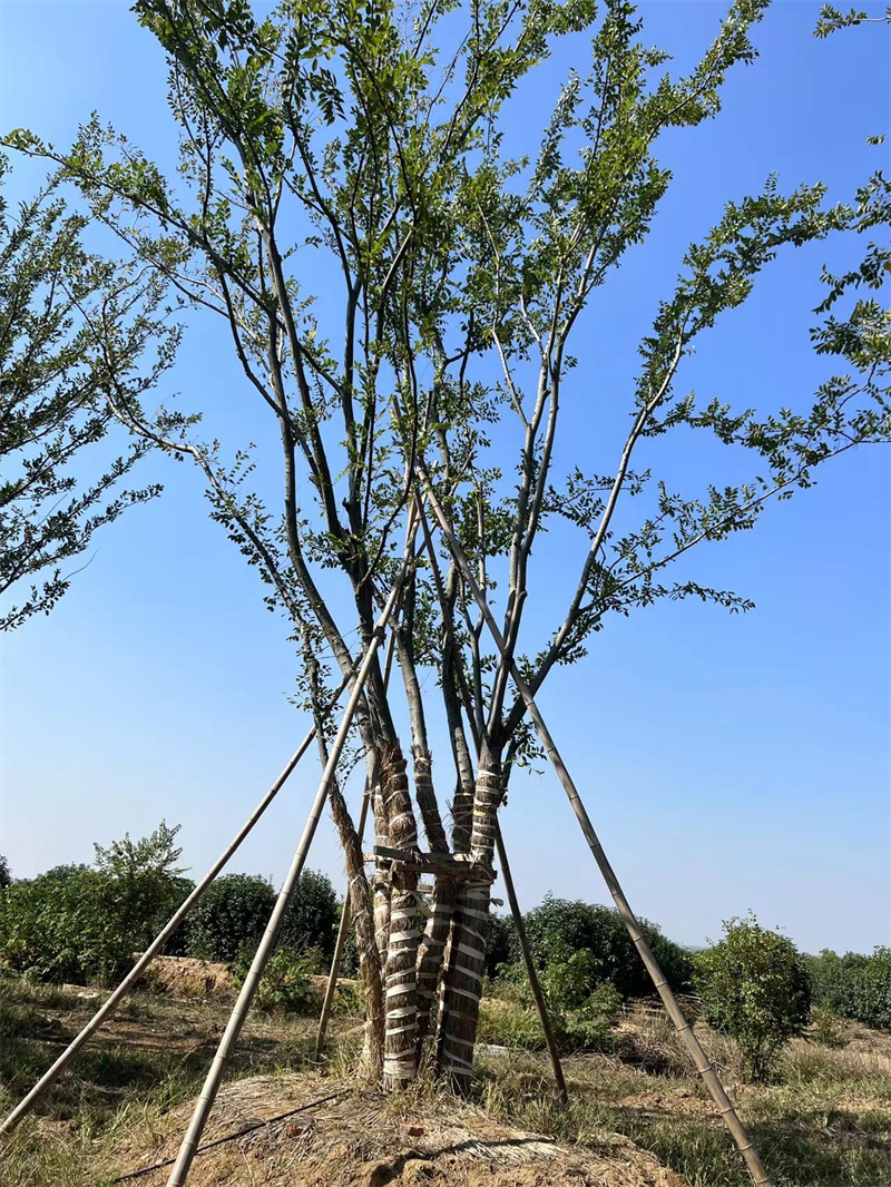 成活拼栽朴树公园庭院拼载树形优美观赏树社区广场全冠种植拼栽朴树