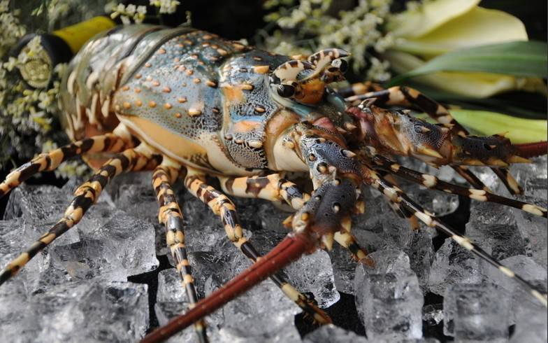 深圳水果进口报关公司深圳蛇口港港水果报关行