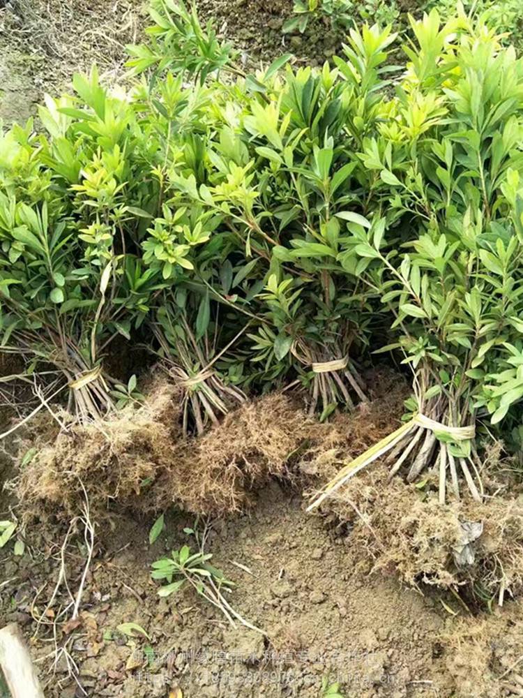 毛鹃价格色块苗毛鹃小苗报价毛鹃现在行情