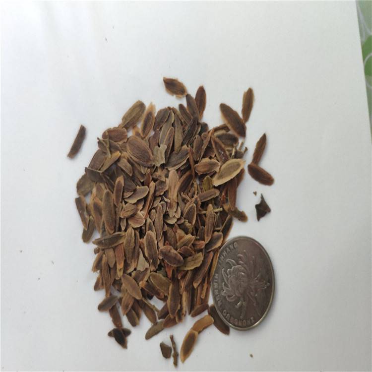 辽宁省暴马丁香种子树籽人工脱壳