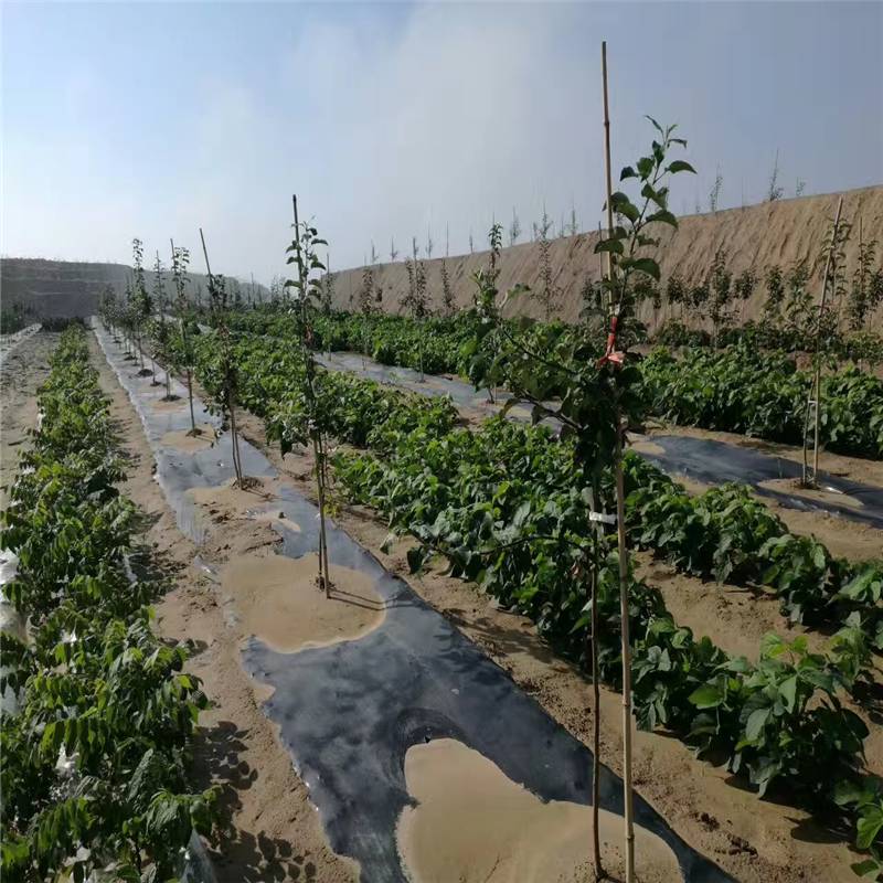 肇庆2m宽防草布苗圃防草地布 果树幼苗期铺设防草抑草布RunYe/润业土工供应