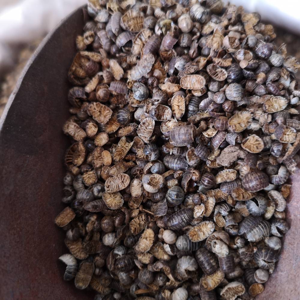 中药材鼠妇虫价格正宗鼠妇虫鼠妇虫批发