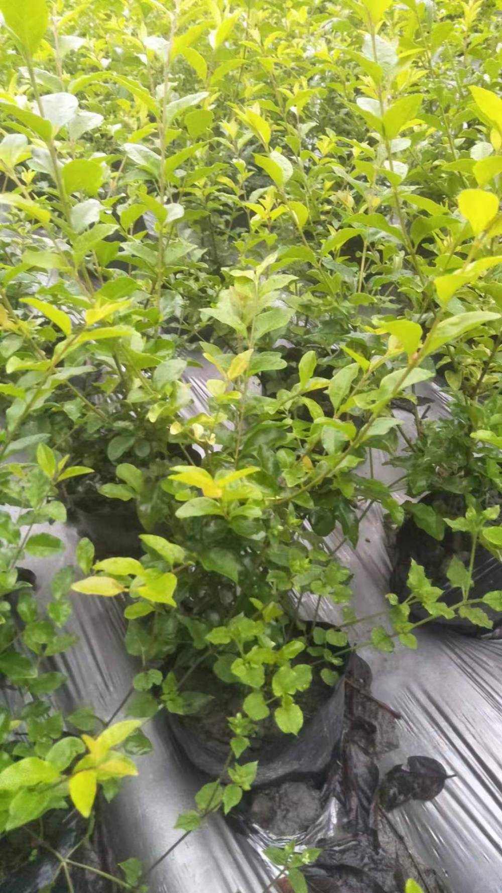 批发贵州金禾女贞地苗金禾女贞小杯子苗木金禾女贞价格