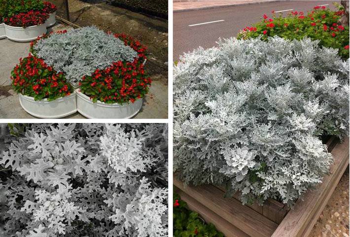 银叶菊纯色花卉配置栽植,效果佳,是重要的花坛观叶植物原产巴西.