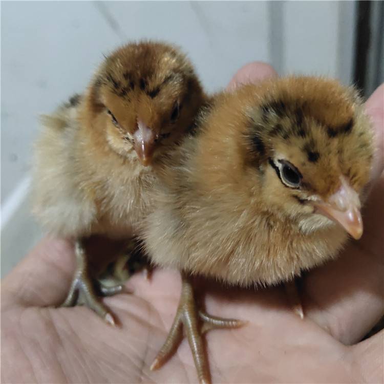 青脚麻鸡苗快大型麻鸡苗山东鸡苗孵化场图片