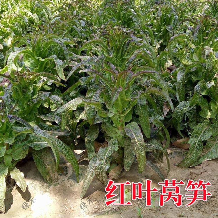红莴笋种子耐寒抗病莴苣秋冬栽培紫霞莴笋种子 价格 厂家 中国供应商 红莴笋种子耐寒抗病莴苣秋冬栽培紫霞莴笋种子 价格 厂家 中国供应商
