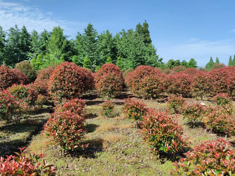 好球红叶石楠批发红叶石楠工程绿化小苗红叶石楠基地