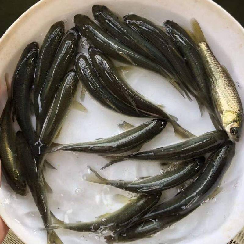 鱼塘养殖成活率高淡水河坚鱼苗宏业水产鱼塘养殖光倒刺河坚鱼苗供应