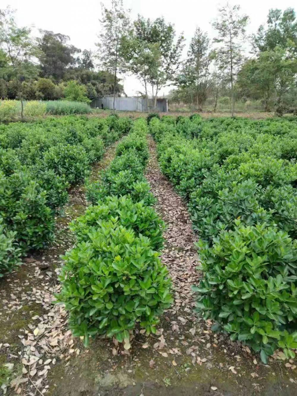 青球,万年青毛笼子,万年青***笼子,万年青地苗,万年青小苗,万年青绿篱