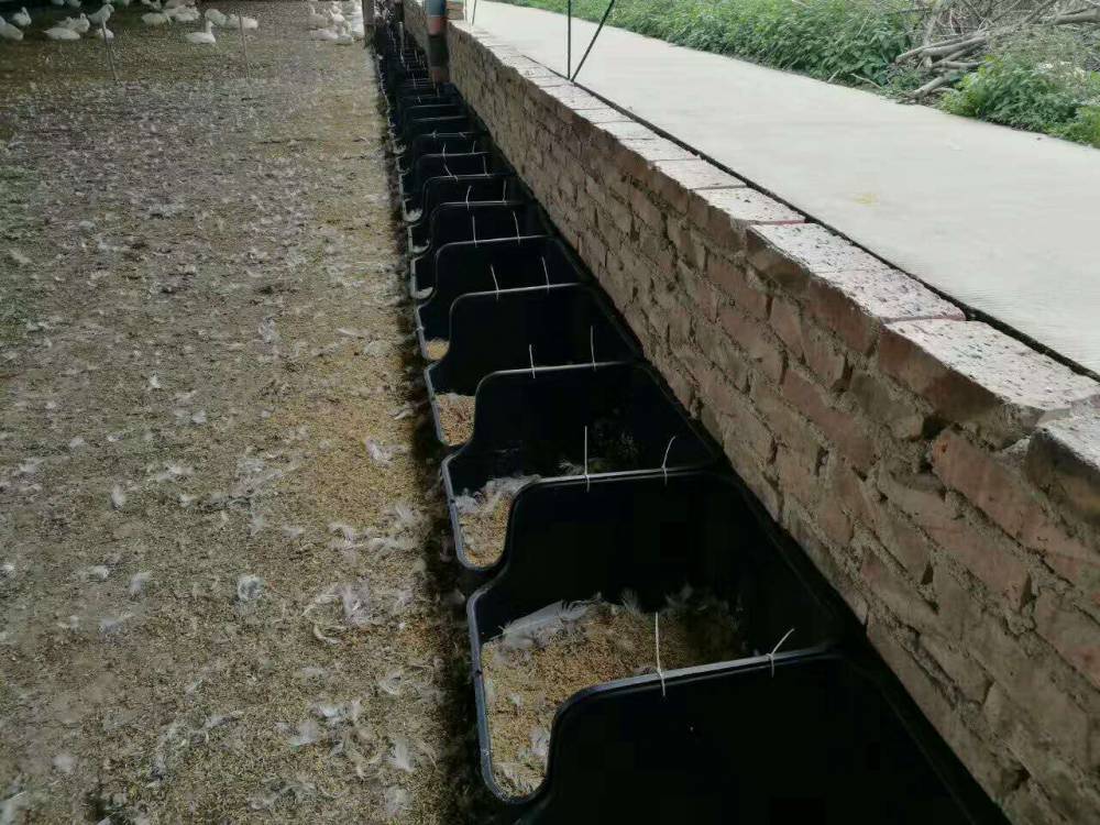 塑料鸭产蛋框蛋鸭下蛋窝塑料鸭蛋箱