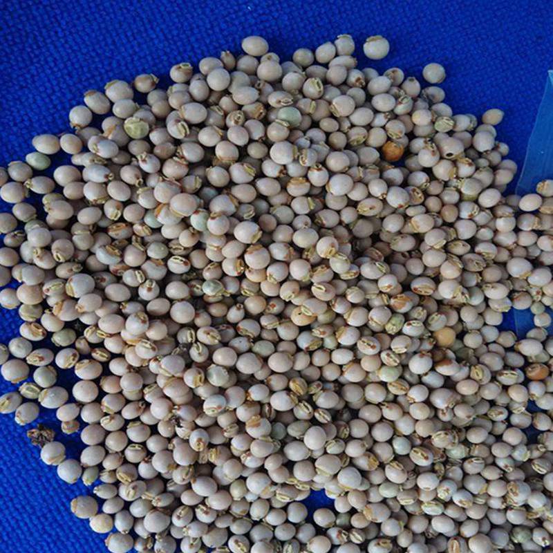 批发木豆种子木豆种子价格护坡草籽边坡绿化工程绿化植被公路高速