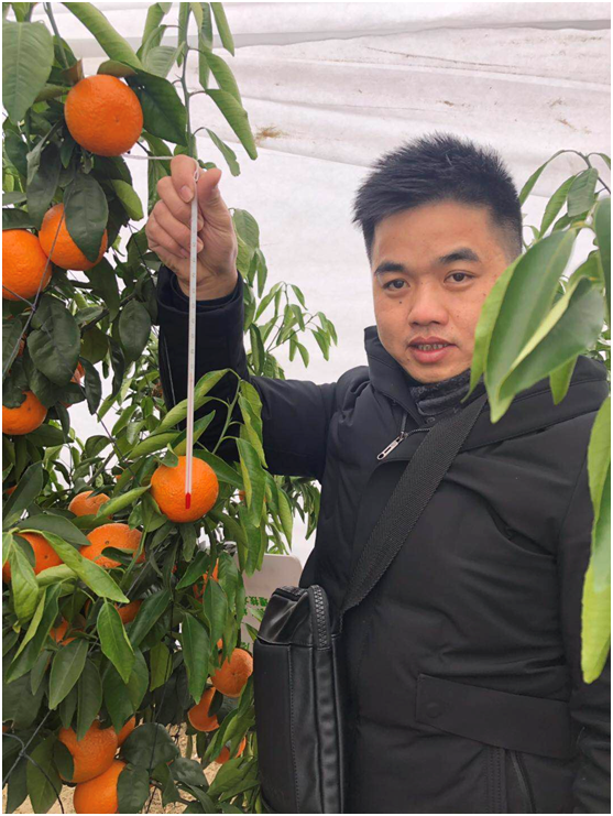 怎么使用柑橘防寒布,让果子留树保鲜
