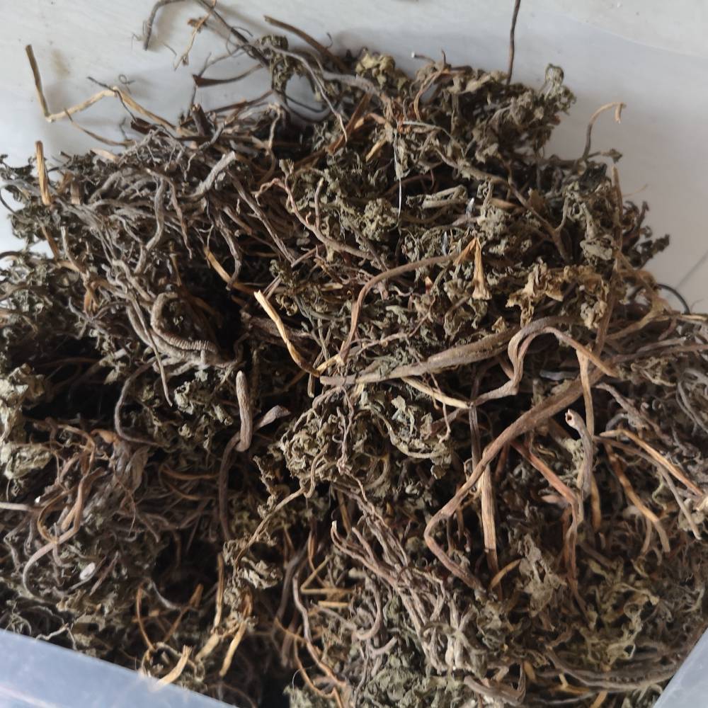 【正宗小春花,阴地蕨,一朵云,花蕨,独立金鸡,独脚