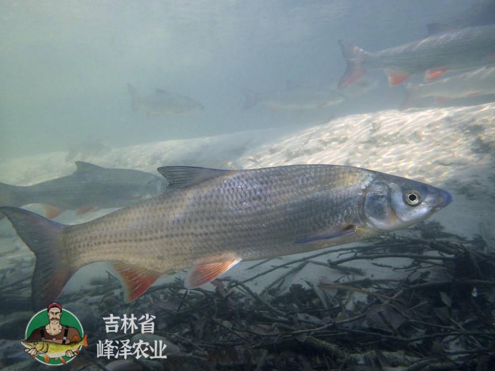 黑龍江鮮活紅尾魚苗貨源冬天放釣垂釣蒙古紅魚苗擬赤梢魚圖片