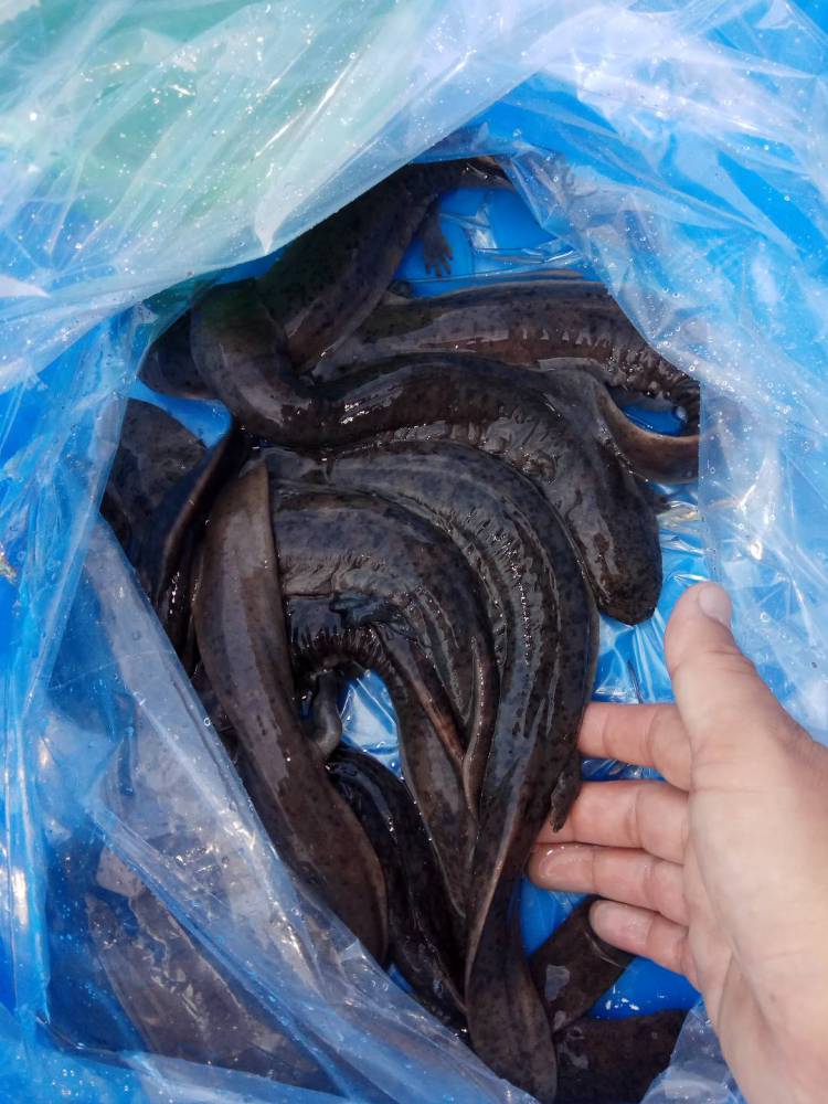 贵州娃娃鱼场批发娃娃鱼价格娃娃鱼养殖场