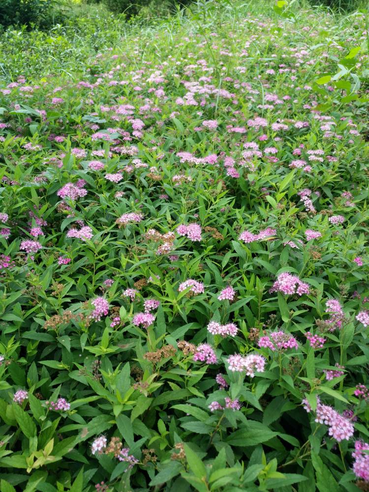 绿篱苗40公分高绣线菊价格50公分高绣线菊价格批发算多少钱一株