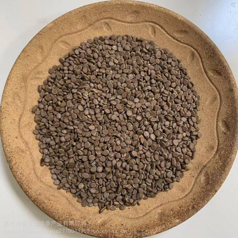 中药材望江南子槐豆金豆子金角子一公斤起售