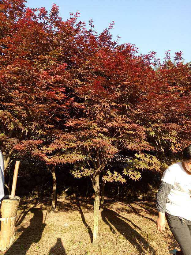 5公分红枫价格南京5公分红枫报价