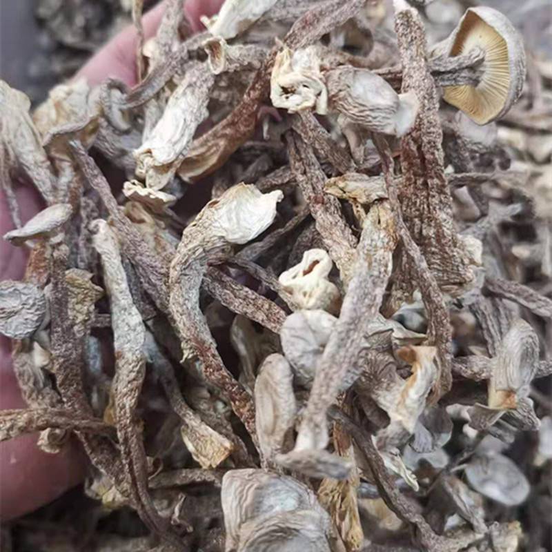 鹿茸菇多少钱一斤亳州批发鹿茸菇图片